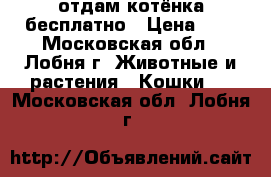 отдам котёнка бесплатно › Цена ­ 1 - Московская обл., Лобня г. Животные и растения » Кошки   . Московская обл.,Лобня г.